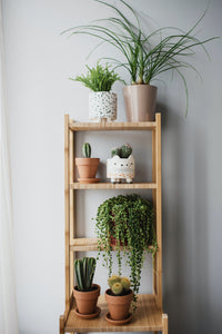 Indoor plant shelves