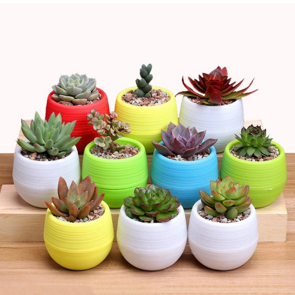 Mini Colorful Indoor Plant Pots for Small Succulents