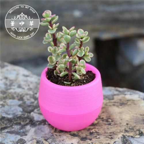 Mini Colorful Indoor Plant Pots for Small Succulents